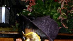 Navratri-2009-09-27-21-42-26