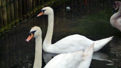 Summer-Picnic-2010-08-14-15-15-36