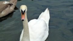 Summer-Picnic-2010-08-14-15-15-50